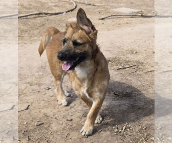 Medium Photo #1 Border Terrier-Pembroke Welsh Corgi Mix Puppy For Sale in Peralta, NM, USA