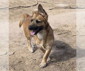 Border Terrier-Pembroke Welsh Corgi Mix Dogs for adoption in Peralta, NM, USA