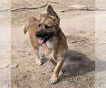 Small Border Terrier-Pembroke Welsh Corgi Mix