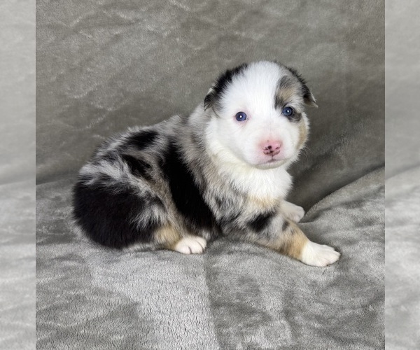 Medium Photo #47 Australian Shepherd Puppy For Sale in SALISBURY, NC, USA