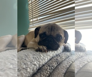Father of the Pug puppies born on 05/26/2025