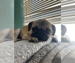 Small Photo #1 Pug Puppy For Sale in SELFRIDGE ANGB, MI, USA