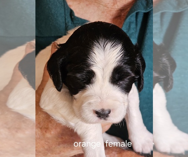 Medium Photo #2 English Springer Spaniel Puppy For Sale in LA CROSSE, WI, USA