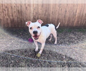 Mutt Dogs for adoption in Plano, TX, USA