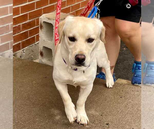 Medium Photo #7 Labrador Retriever-Unknown Mix Puppy For Sale in Canton, CT, USA