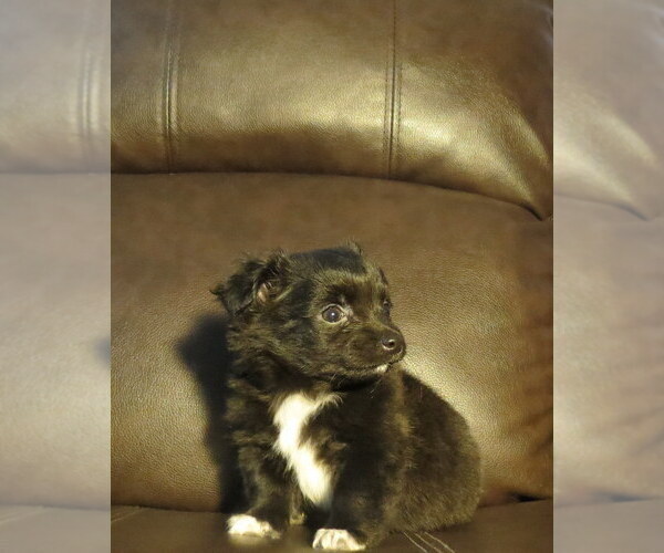 Medium Photo #35 Chihuahua Puppy For Sale in HAYES, VA, USA
