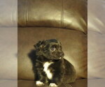Small #34 Chihuahua