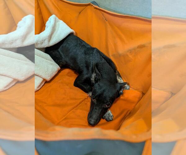 Medium Photo #3 Mutt Puppy For Sale in Rockwall, TX, USA