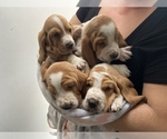 Small Photo #21 Basset Hound Puppy For Sale in ORLAND, CA, USA