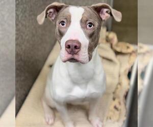 Mutt Dogs for adoption in Santa Rosa, CA, USA