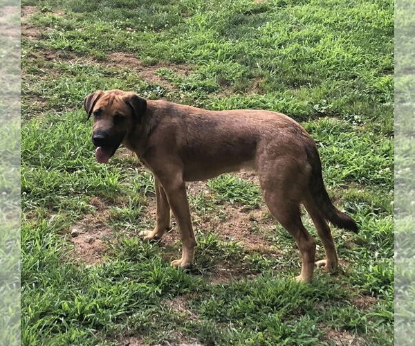 Medium Photo #9 Mastiff Puppy For Sale in Chester, NJ, USA