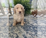 Small Photo #2 Poodle (Standard) Puppy For Sale in CONCORD, VA, USA
