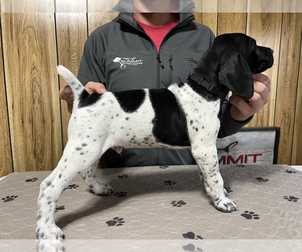 Medium Photo #2 German Shorthaired Pointer Puppy For Sale in LEWELLEN, NE, USA