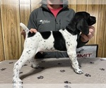 Small #1 German Shorthaired Pointer