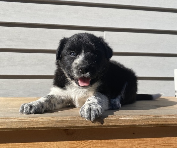 Medium Photo #18 Australian Cattle Dog Puppy For Sale in SMITHS CREEK, MI, USA