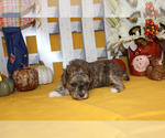 Small Photo #14 Poodle (Toy) Puppy For Sale in CHANUTE, KS, USA