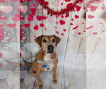 Small #2 Beagle Mix