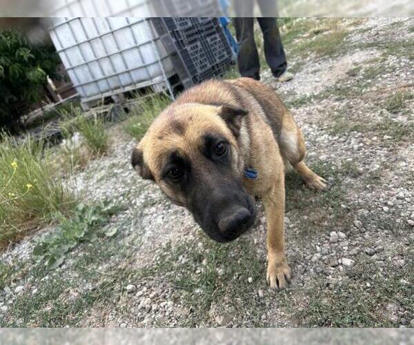 Medium Photo #1 Mutt Puppy For Sale in San Martin, CA, USA