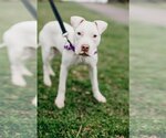 Small Photo #9 American Pit Bull Terrier Puppy For Sale in Richmond, VA, USA