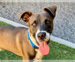 Small Great Dane Mix