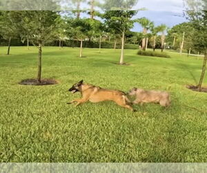 Cody - FL - Male Mutt Dog for Adoption - Photo #10