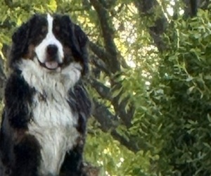 Mother of the Bernese Mountain Dog puppies born on 07/23/2026