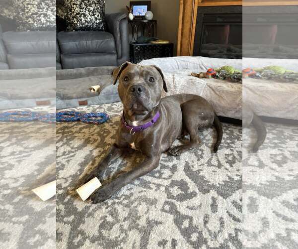 Medium Photo #4 American Pit Bull Terrier-Unknown Mix Puppy For Sale in Catasauqua, PA, USA