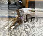 Small #3 American Pit Bull Terrier Mix