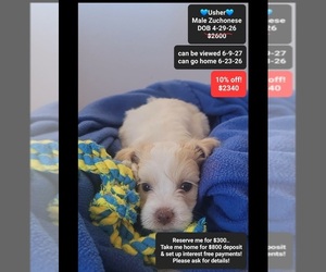 Havanese-Zuchon Mix Puppy for sale in TUCSON, AZ, USA