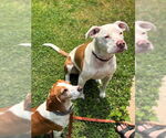 Small #1 Boxer Mix