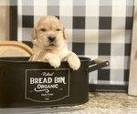 Small Photo #31 Golden Retriever Puppy For Sale in CARTHAGE, MO, USA