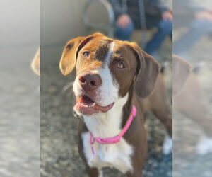 Labrador Retriever-Unknown Mix Dogs for adoption in Santa Cruz, CA, USA