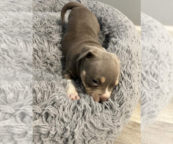 Medium Photo #9 American Bully Puppy For Sale in WESTVILLE, IN, USA
