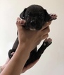 Small Photo #1 Great Dane Puppy For Sale in WINFIELD, AL, USA