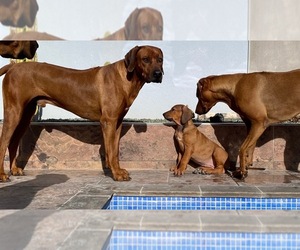 Rhodesian Ridgeback Puppy for sale in Murcia, Murcia, Spain