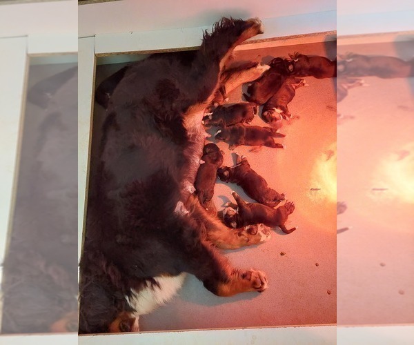 Medium Photo #3 Bernese Mountain Dog Puppy For Sale in Hatvan, Heves, Hungary