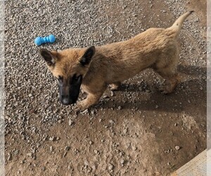 Belgian Malinois Puppy for sale in USK, WA, USA