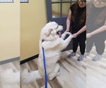 Small #3 Great Pyrenees