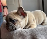 Small Photo #9 French Bulldog Puppy For Sale in WARRENTON, VA, USA