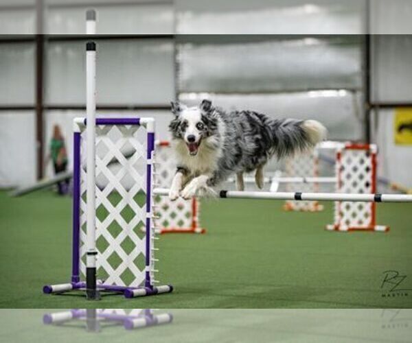 Medium Photo #15 Border Collie Puppy For Sale in MOSIER, OR, USA