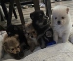 Image preview for Ad Listing. Nickname: Litter of 5