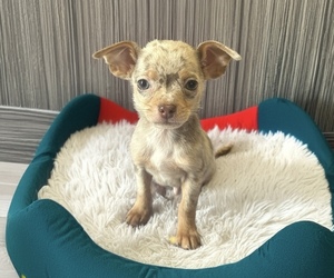 Chihuahua Puppy for sale in WEBSTER, FL, USA