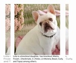 Small Photo #1 French Bulldog Puppy For Sale in BOSTON, KY, USA
