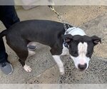 Small Photo #7 American Pit Bull Terrier Puppy For Sale in Rockaway, NJ, USA