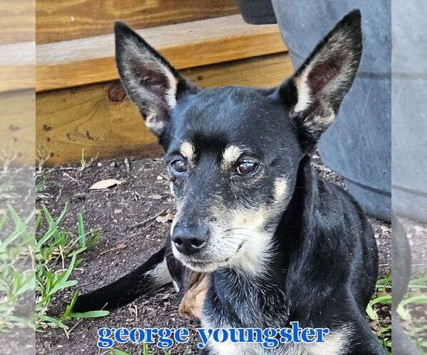 Medium Photo #9 Chiweenie Puppy For Sale in San Antonio, TX, USA