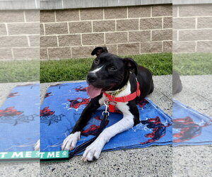 Leia - Female Mutt Dog for Adoption - Photo #14