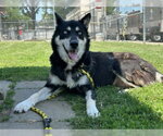 Small #2 Siberian Husky