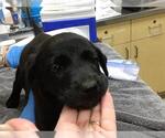Small German Shepherd Dog Mix