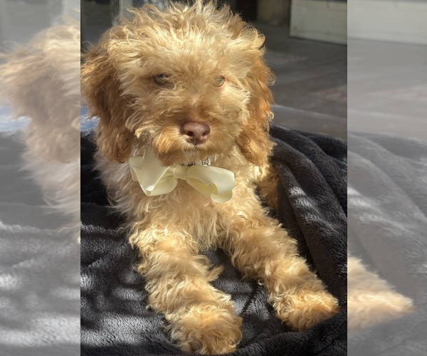 Medium Photo #3 Goldendoodle mix (+ Poodle Miniature) Puppy For Sale in MENIFEE, CA, USA