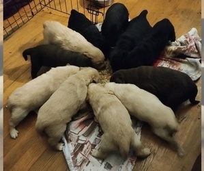 Golden Labrador Puppy for sale in LAWRENCEVILLE, PA, USA
